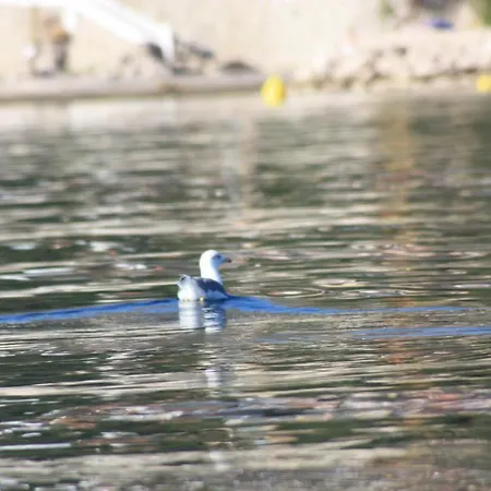 Azur * דראמליי